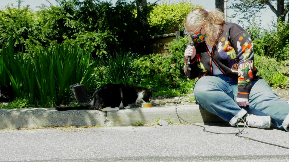 Kitties on the Street